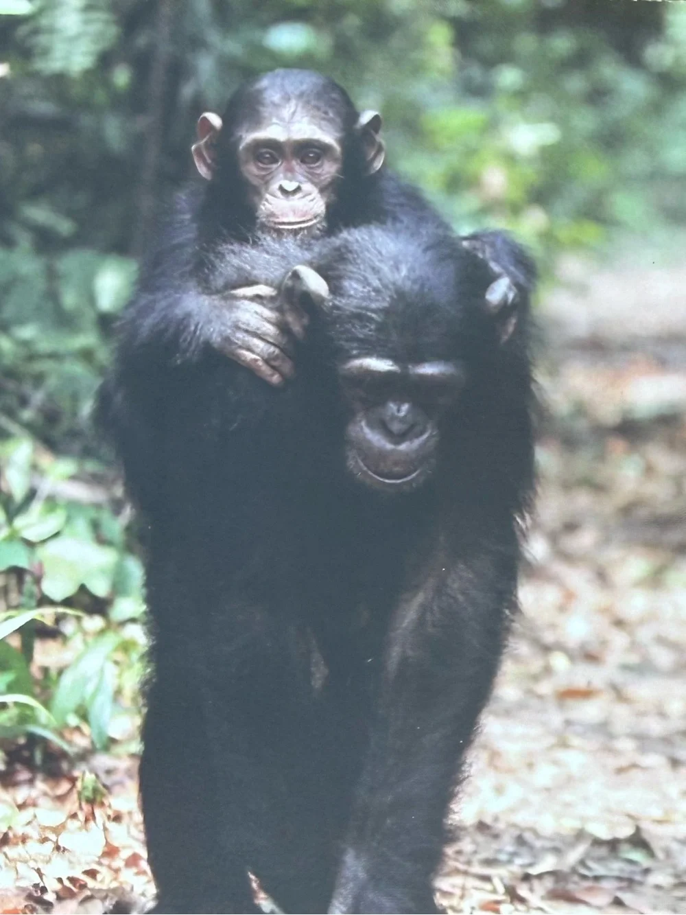 Jane Goodall Institute Greeting Cards Photo Print, Blank, Set 4